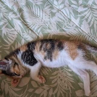 保護した猫です。