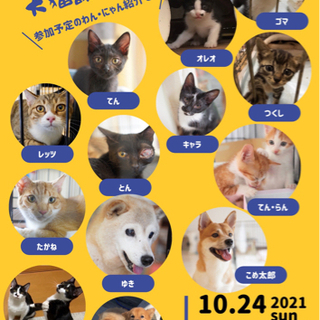 くるくるいちご譲渡会🐾