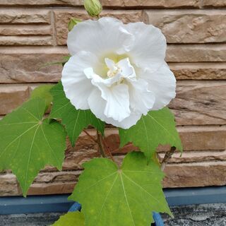 酔芙蓉（スイフヨウ）の挿し木