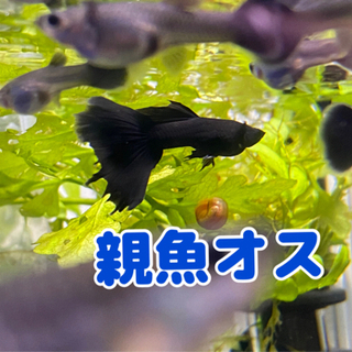 国産グッピー:フルブラック若魚