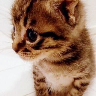 手の平サイズ♡1カ月の女の子 - 猫