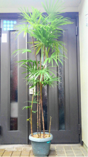 ☆彡棕櫚竹　シュロチク　5本立ち丈高　　観葉植物