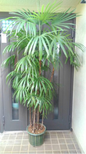 ☆彡 棕櫚竹（シュロチク）８本立ち丈高　　観葉植物