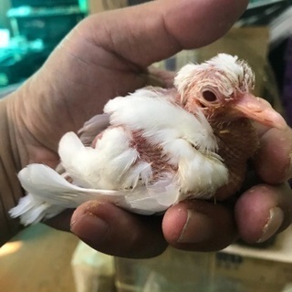 【けんぼの森】ギンバト　9月下旬生まれ 1羽　当店通常販売価格1...