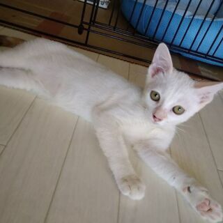 かわいい兄弟ねこさん♥家族募集中♥