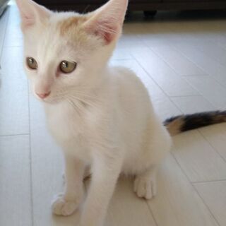 かわいい兄弟ねこさん♥家族募集中♥