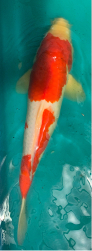 錦鯉【NISHIKI-GOI】／KOI 紅白【KOUHAKU】／Red and White. ／ 新潟市【NIIGATA-CITY】／Born in 小千谷【OJIYA】／ 3才（3 years old） ／SIZE：40cm