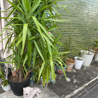 植物
