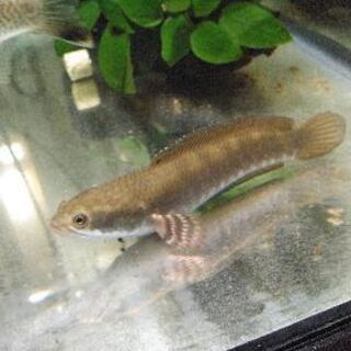 チャンナプリクラ　熱帯魚