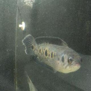 フラワートーマン　熱帯魚