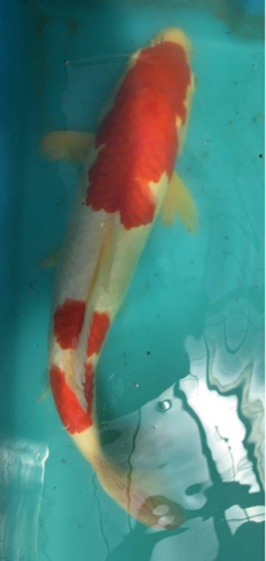 ●錦鯉【NISHIKI-GOI】KOI／ 紅白【KOUHAKU】／Red and White. ／ 新潟市【NIIGATA-CITY】