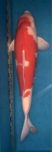 直接引き取り限定●新潟市● 錦鯉 紅白 小千谷産 6歳   体長：約75cm   KOI Nishikigoi KOIFISH  Red and White OJIYA NIIGATA