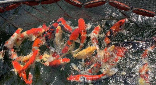 直接引き取り限定●新潟市● 錦鯉 紅白 小千谷産 6歳   体長：約75cm   KOI Nishikigoi KOIFISH  Re