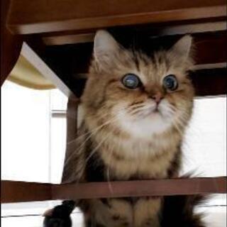 ラガマフィン早急です - 猫