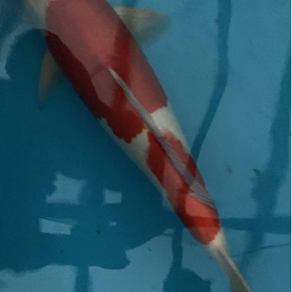 直接取引限定●新潟 ●錦鯉 鯉 紅白 小千谷産 4歳 雄 体長約...