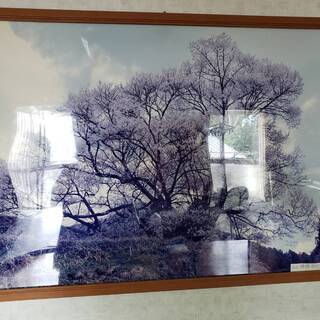 【無料】奈良県で撮影した千年桜の写真＋額をお譲りします