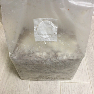 菌糸ブロック　大夢クヌギオオヒラタケ