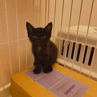 慎重派で賢い黒猫＠北九州市