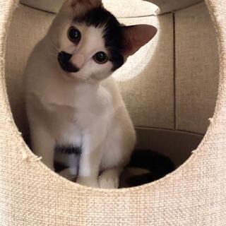おっとり白黒子猫のチョビ