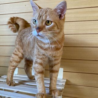 人懐っこい元気なチャトラの成猫♂