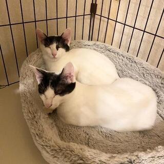おっとりシロクロ子猫のメメちゃん − 東京都
