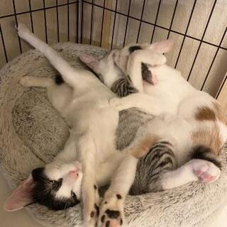 おっとりシロクロ子猫のメメちゃん - 猫