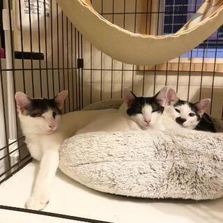 おっとりシロクロ子猫のメメちゃん - 里親募集