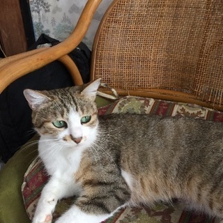 推定１歳 メス猫