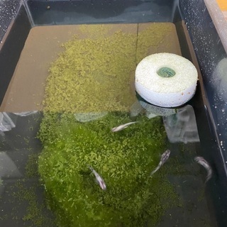 メダカ売りますの画像