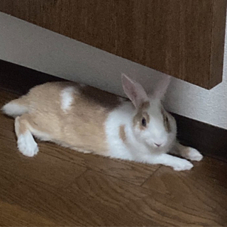 とっても甘えんぼうなミニウサギです🐇