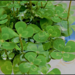 ウォータークローバー抜き苗5株　水草　水生植物