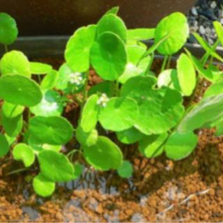 ウォーターマッシュルーム抜き苗5株　水草　水生植物