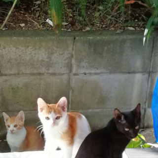 美猫3兄妹🐱応募ストップします。