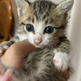 子猫　3匹います。