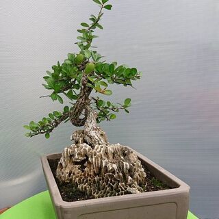 盆栽売ります 宮古伊良部島産のハリツルマサキ（マッコウ）