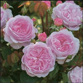 薔薇の挿し穂、挿し木お譲りください🌹·˖✶