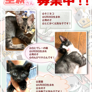 子猫兄弟　里親さん至急募集中⭐︎