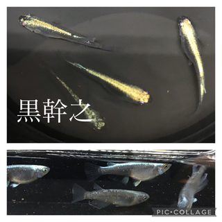 明日で最終日にします‼︎ 2つ前の投稿ご覧下さい🙏の画像
