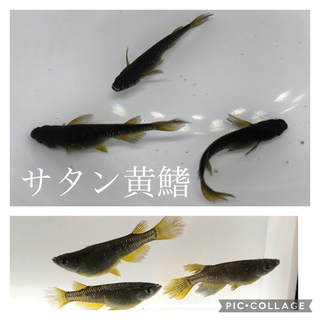 明日で最終日にします‼︎ 2つ前の投稿ご覧下さい🙏の画像
