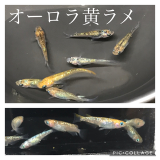 明日で最終日にします‼︎ 2つ前の投稿ご覧下さい🙏の画像