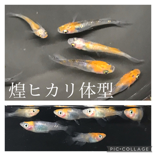 明日で最終日にします‼︎ 2つ前の投稿ご覧下さい🙏の画像