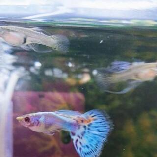 🉐国産SPMlXグッピー  稚魚②