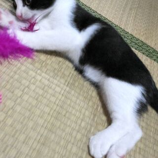 保護子猫、里親募集中