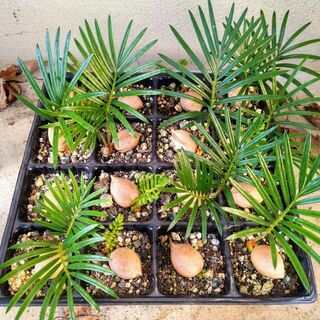 実生のソテツ（発芽１３／植え付け１６）