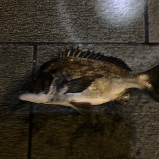 釣り仲間募集‼️