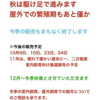 めだか販売【週末限定】