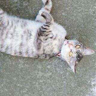 三毛猫ちゃん緊急里親大募集