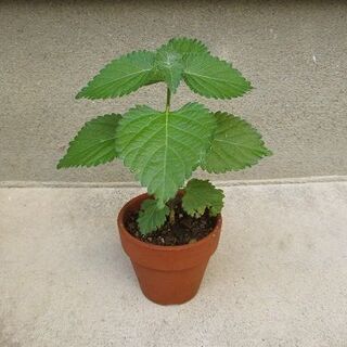 【初心者にもおすすめ】可愛い花を咲かすランタナ　鉢付き