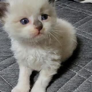 白の子猫は決まりました。