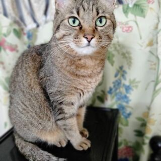 甘えん坊な美人猫さんです
